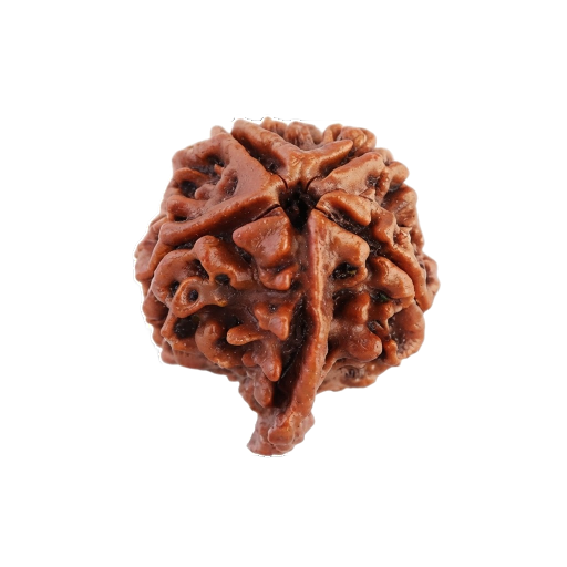 Ganesh Rudraksha - Image 4