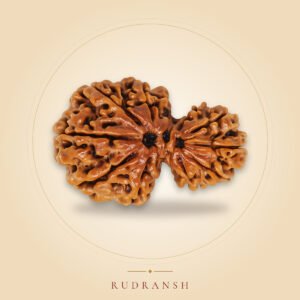 Garbh Gauri Rudraksha