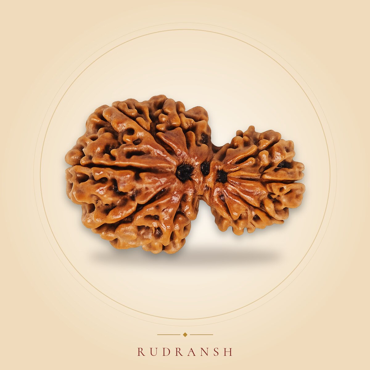 Garbh Gauri Rudraksha