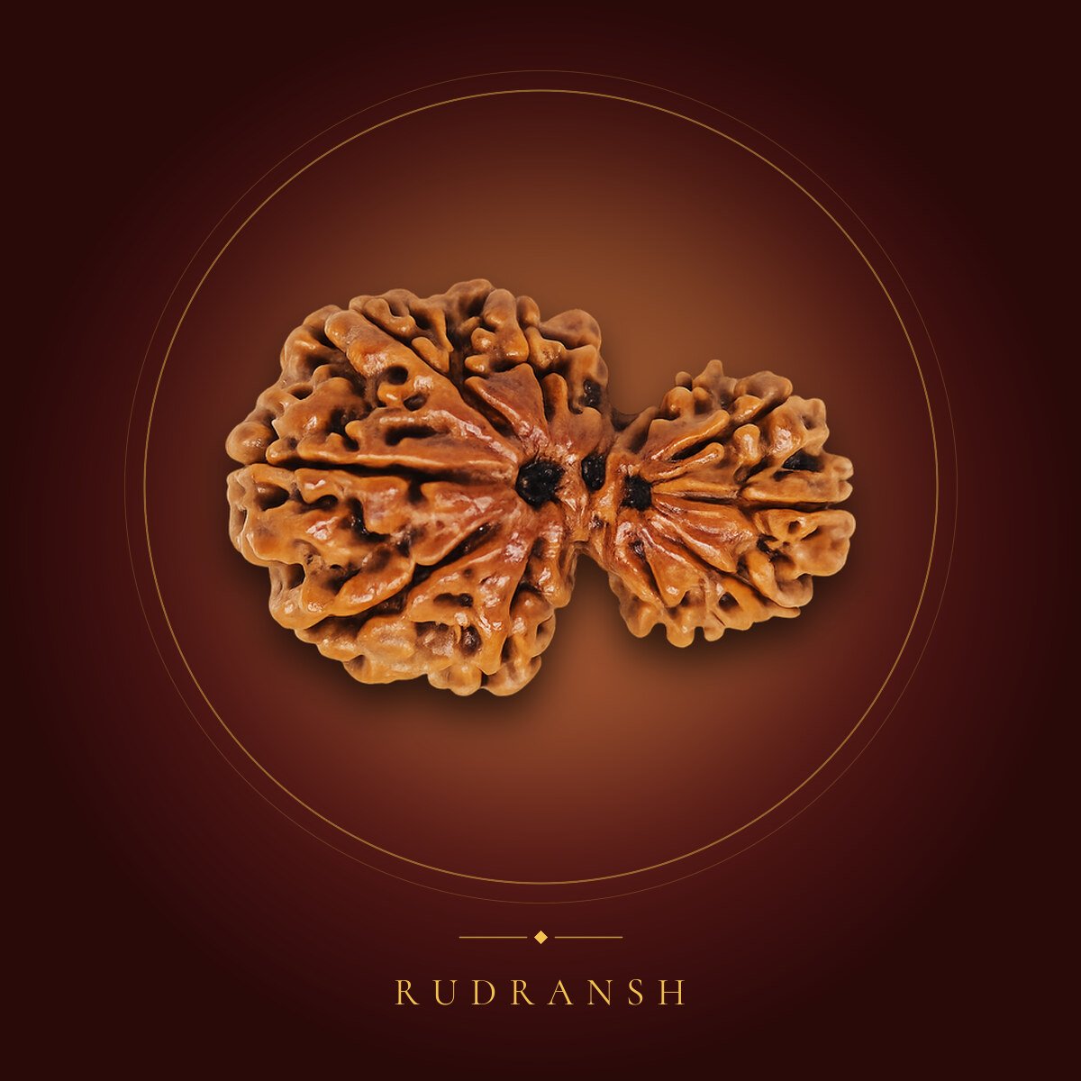 Garbh Gauri Rudraksha – shown on a maroon backdrop