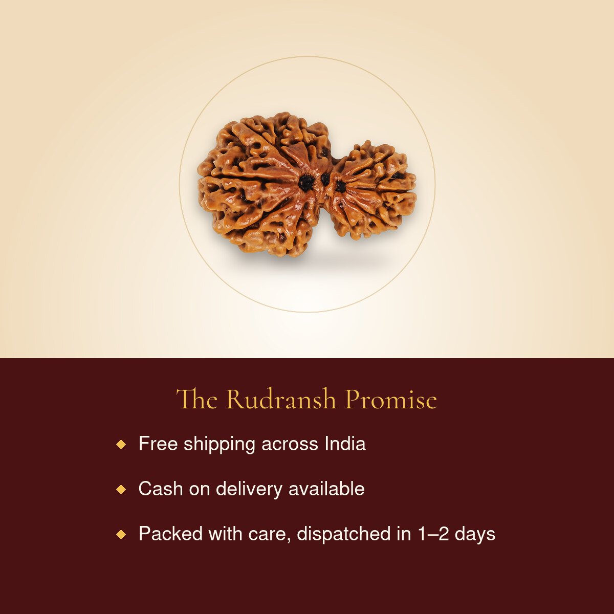Garbh Gauri Rudraksha – free shipping, cash on delivery