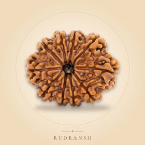 10 Mukhi Rudraksha