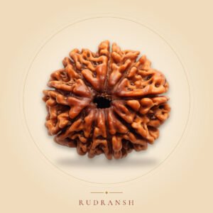 9 Mukhi Rudraksha
